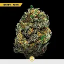 Gold-Mix_5.webp