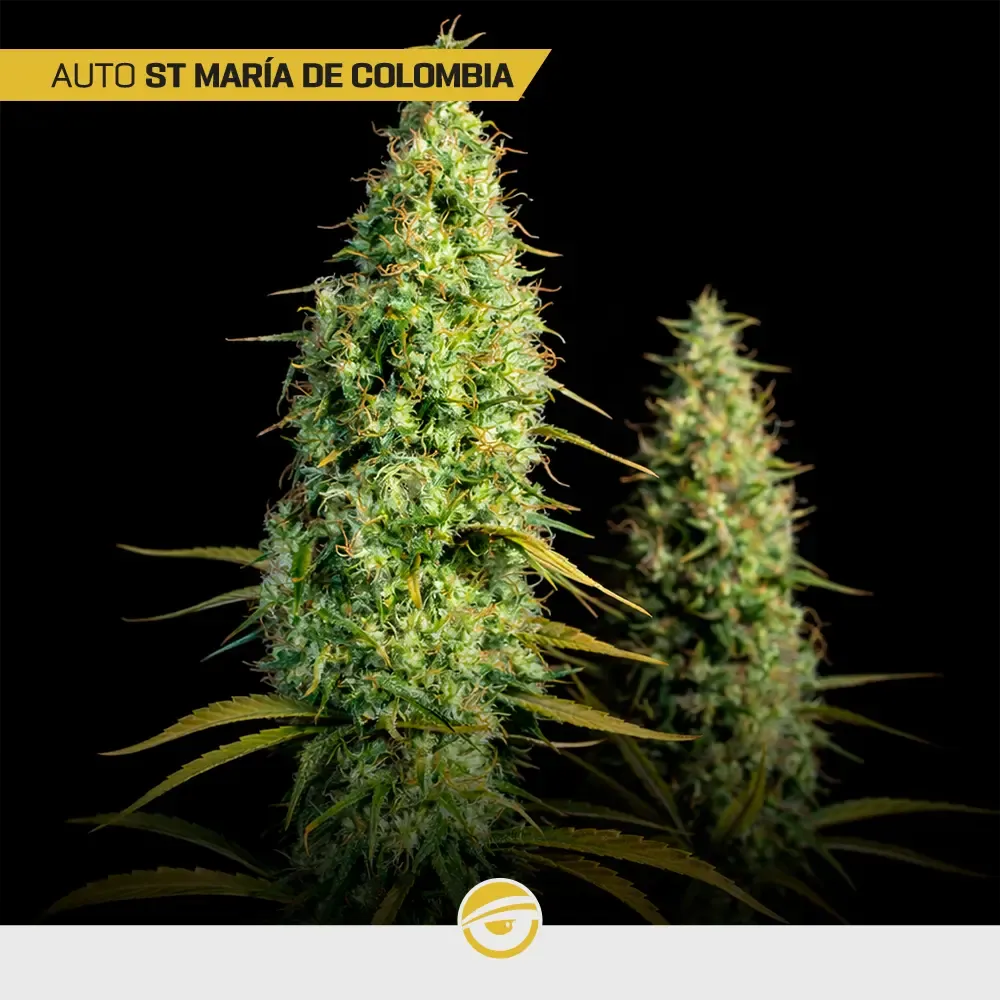 Gold-Mix_2.webp
