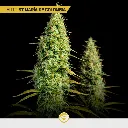 Gold-Mix_2.webp