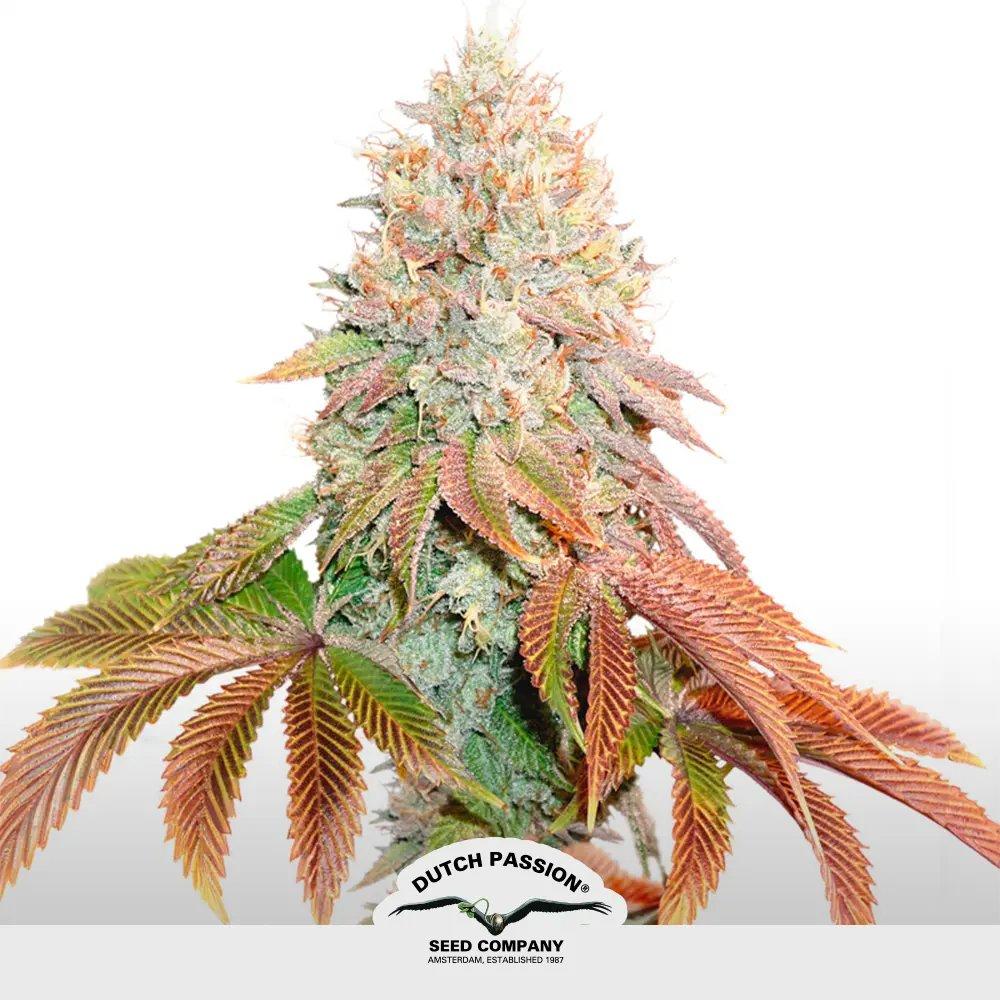 [SEM-DUT-AUT-0003] Auto Banana Blaze (x3)