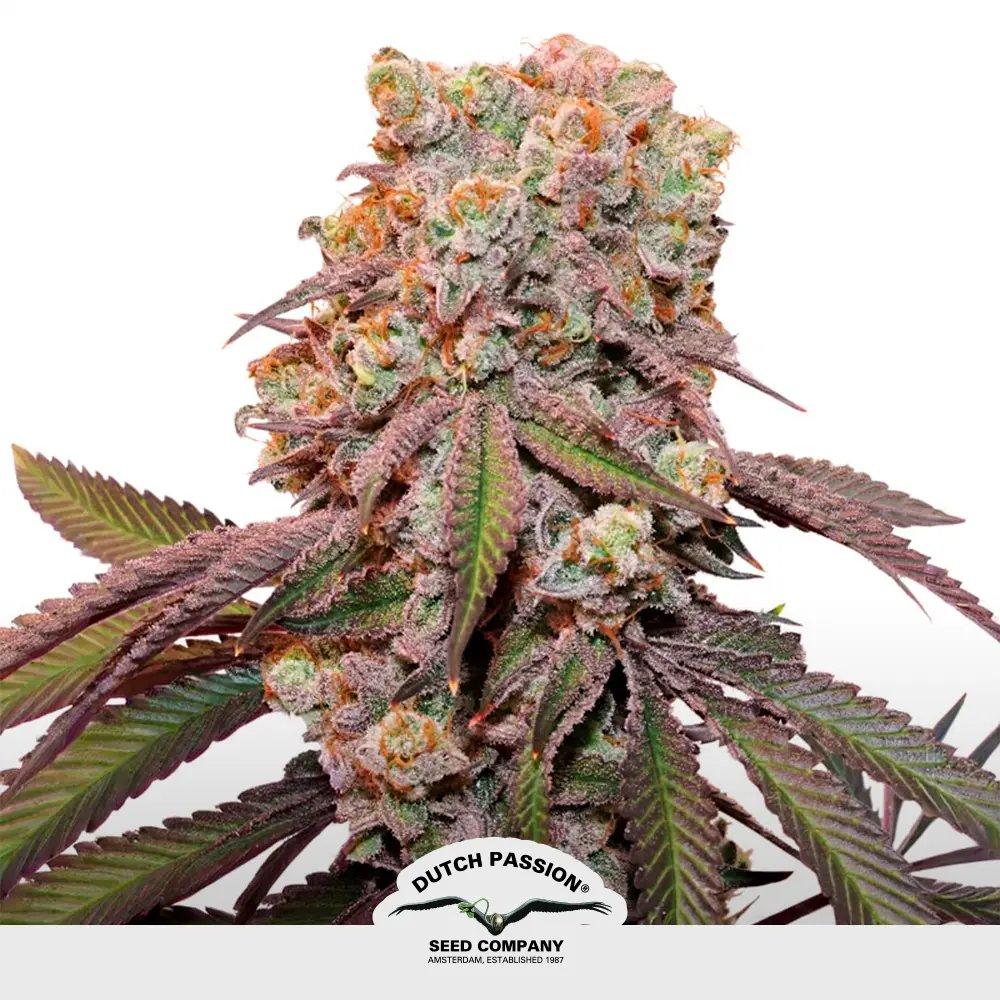 [SEM-DUT-AUT-0008] Auto Candy Bubatz XL (x3)