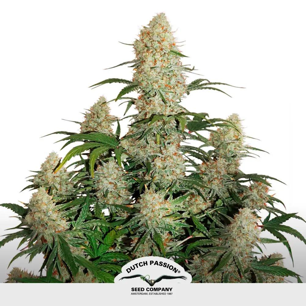 [SEM-DUT-AUT-0015] Auto Critical Orange Punch (x3)