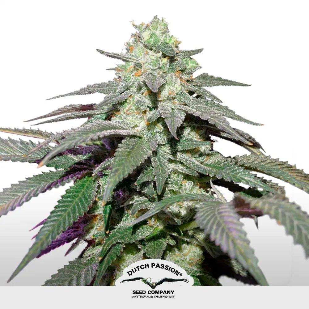 Auto Skywalker Haze