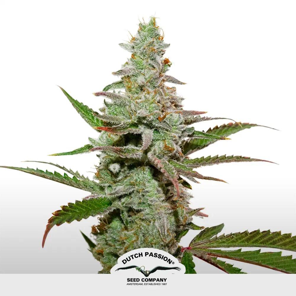 [SEM-DUT-FEM-0006] Banana Blaze (x3)