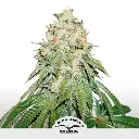 Banana Blaze