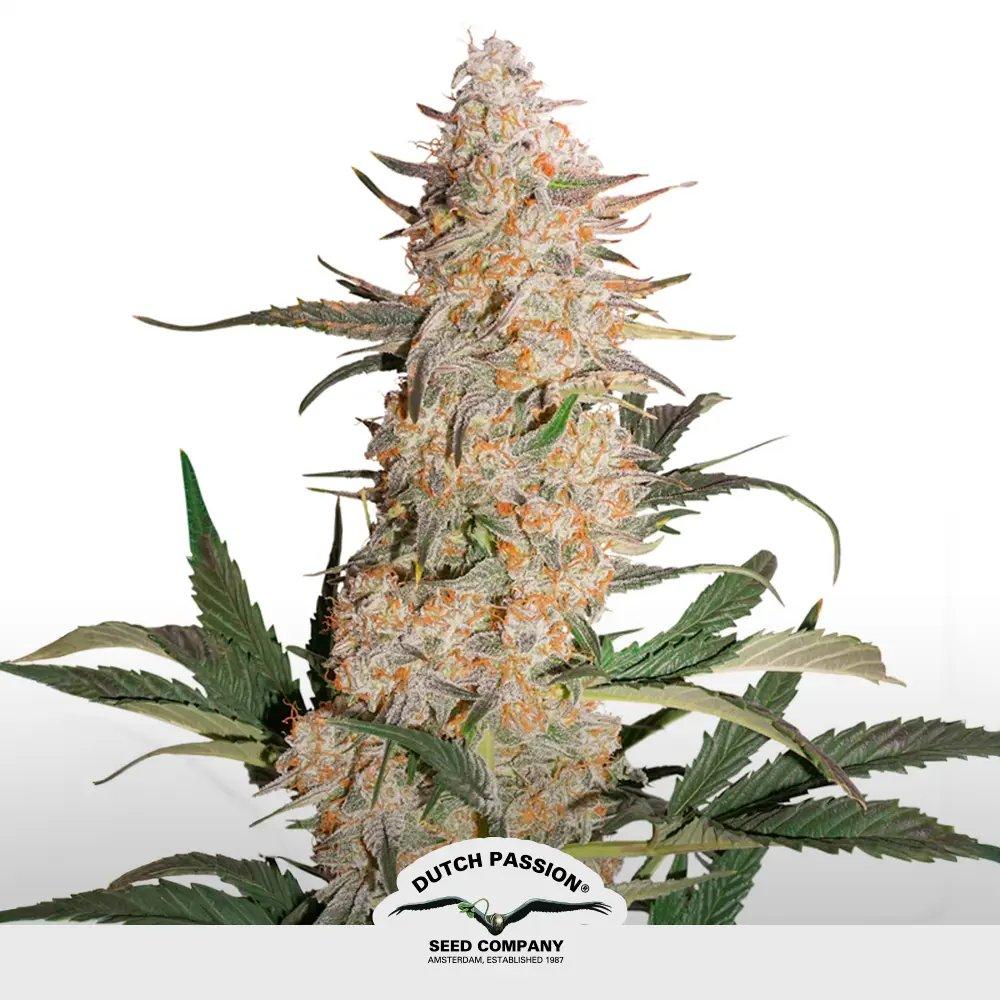 [SEM-DUT-FEM-0021] Critical Orange Punch (x3)