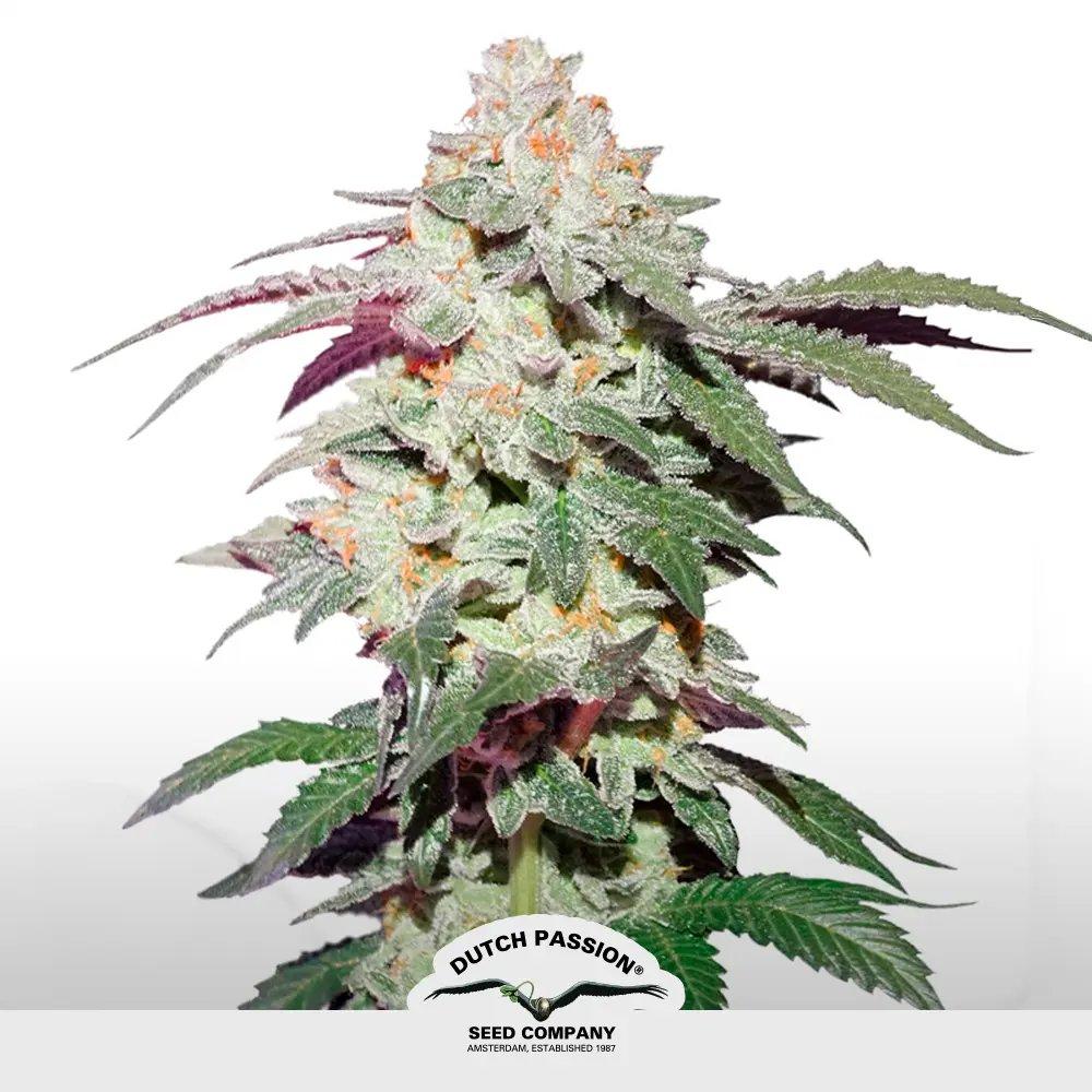 [SEM-DUT-FEM-0055] Skywalker Haze (x3)