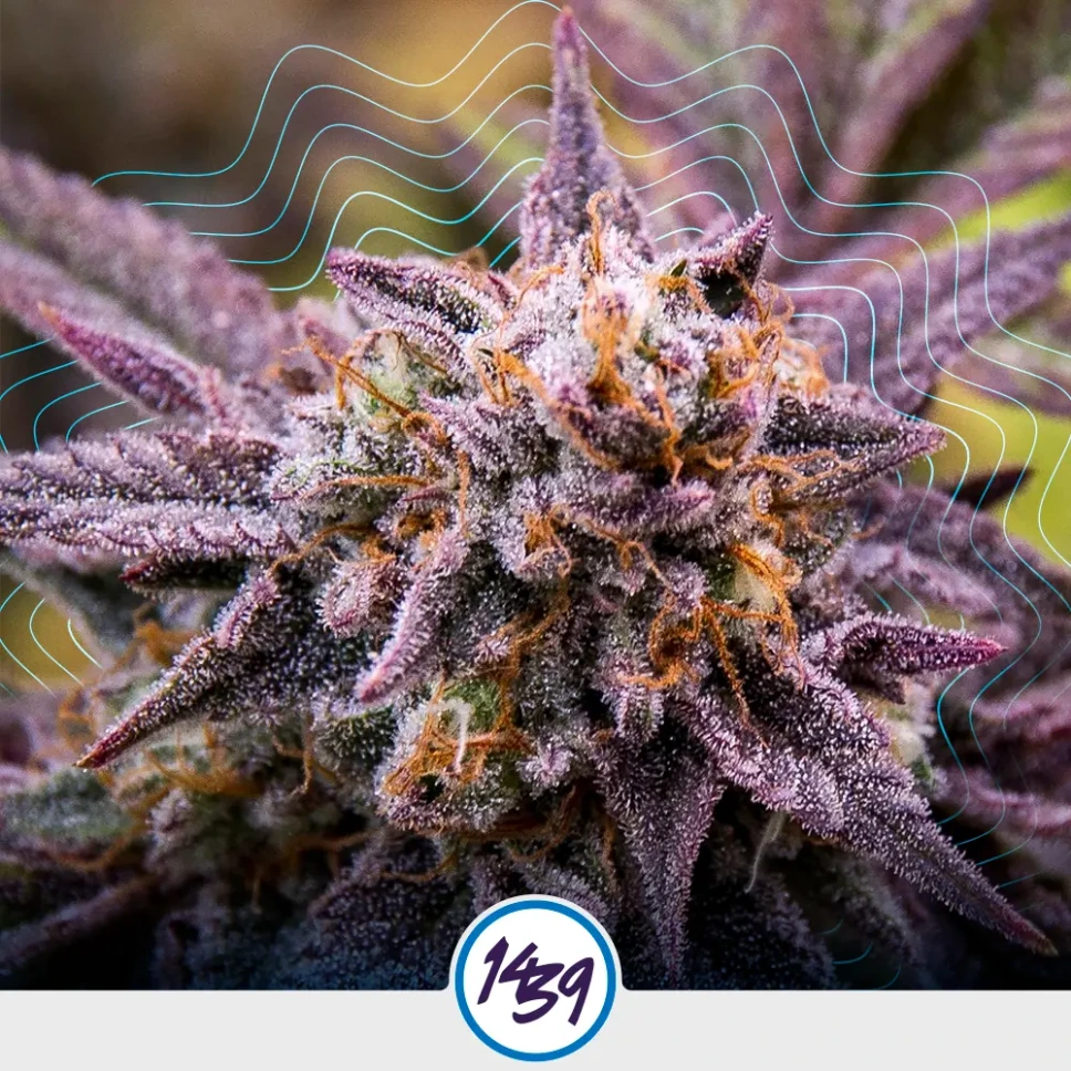 Choco OG