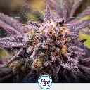 Choco OG