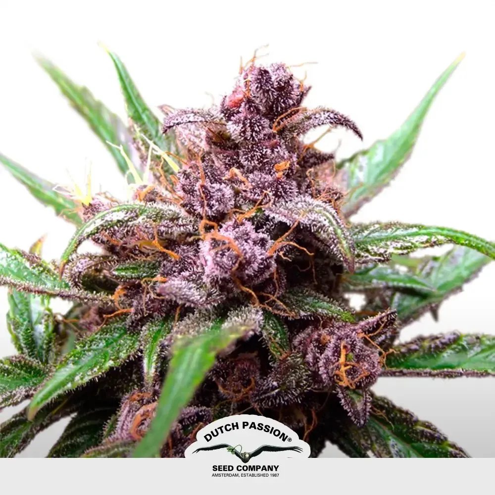 [SEM-DUT-AUT-0005] Auto BlackBerry Kush