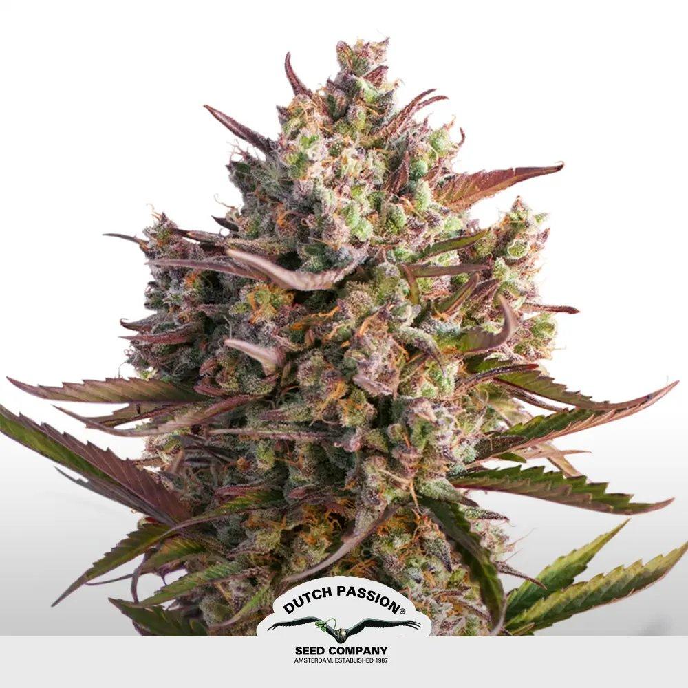 [SEM-DUT-AUT-0006] Auto Blueberry