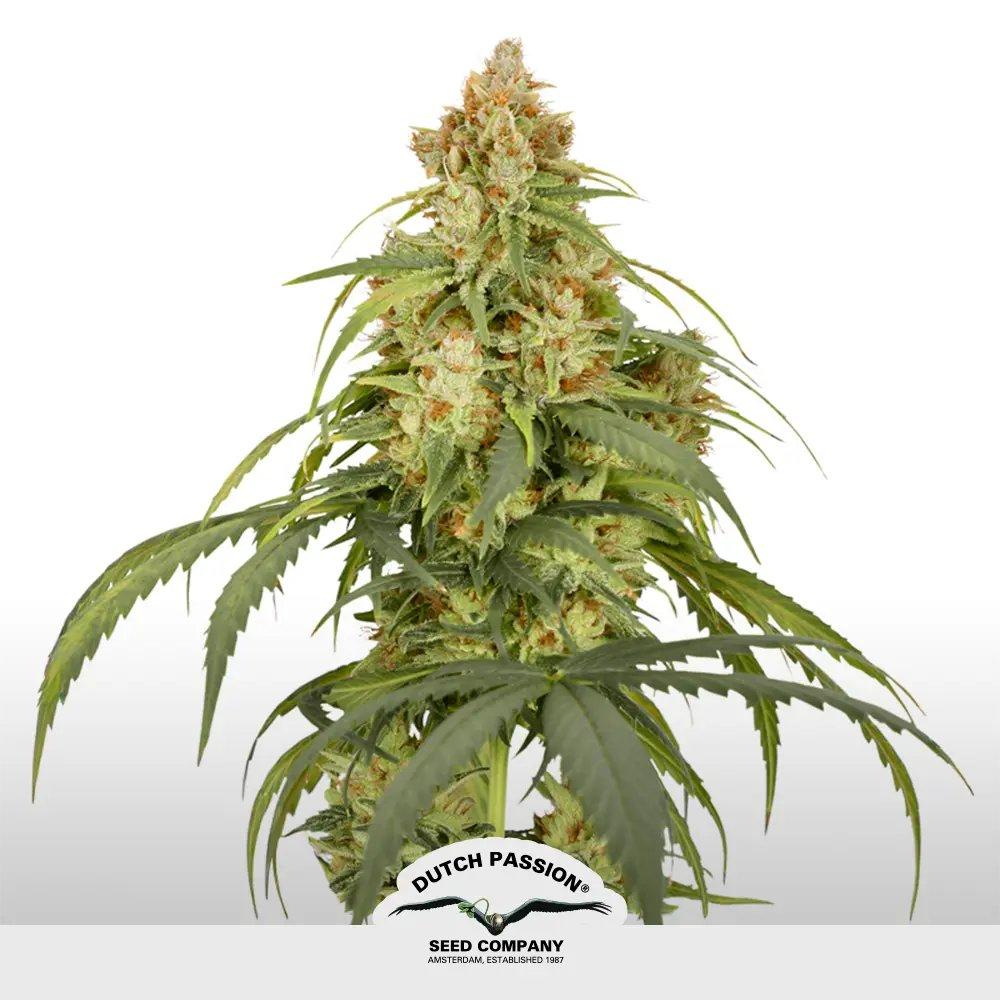 [SEM-DUT-AUT-0010] Auto CBD-Victory