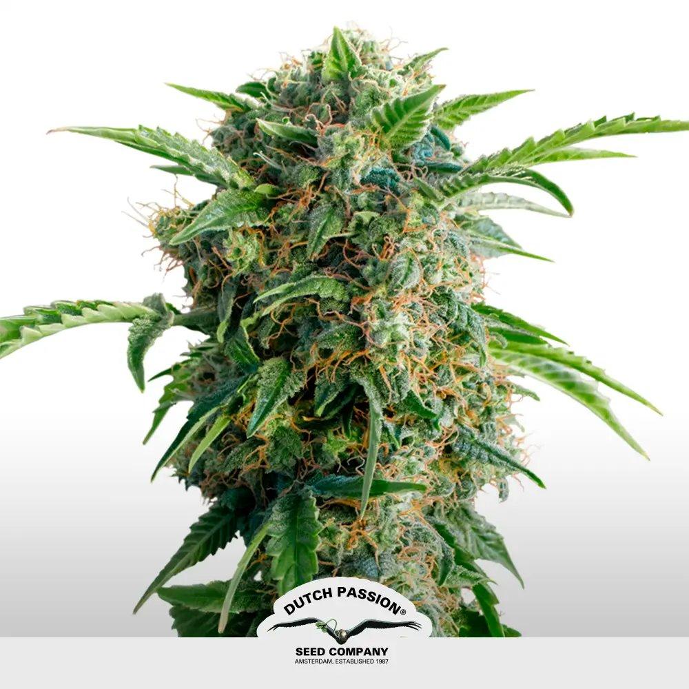 [SEM-DUT-AUT-0017] Auto Daiquiri Lime