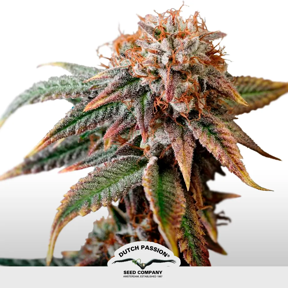 Auto Kingston Punch