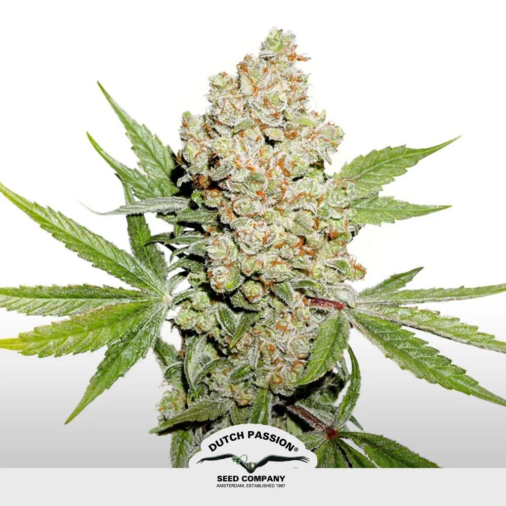 [SEM-DUT-AUT-0026] Auto Lemon Kix