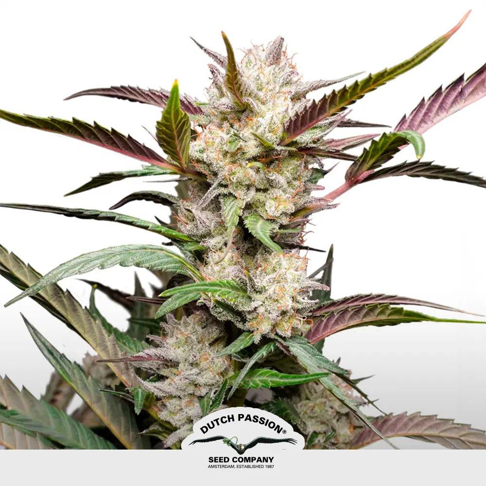 [SEM-DUT-AUT-0031] Auto Mimosa Punch