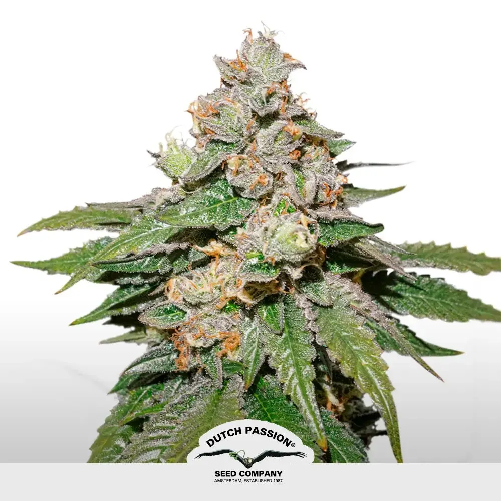 [SEM-DUT-AUT-0032] Auto Mokum´s Tulip