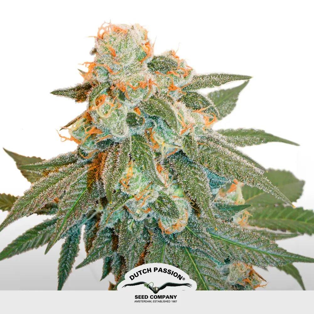 [SEM-DUT-AUT-0035] Auto Orange Bud