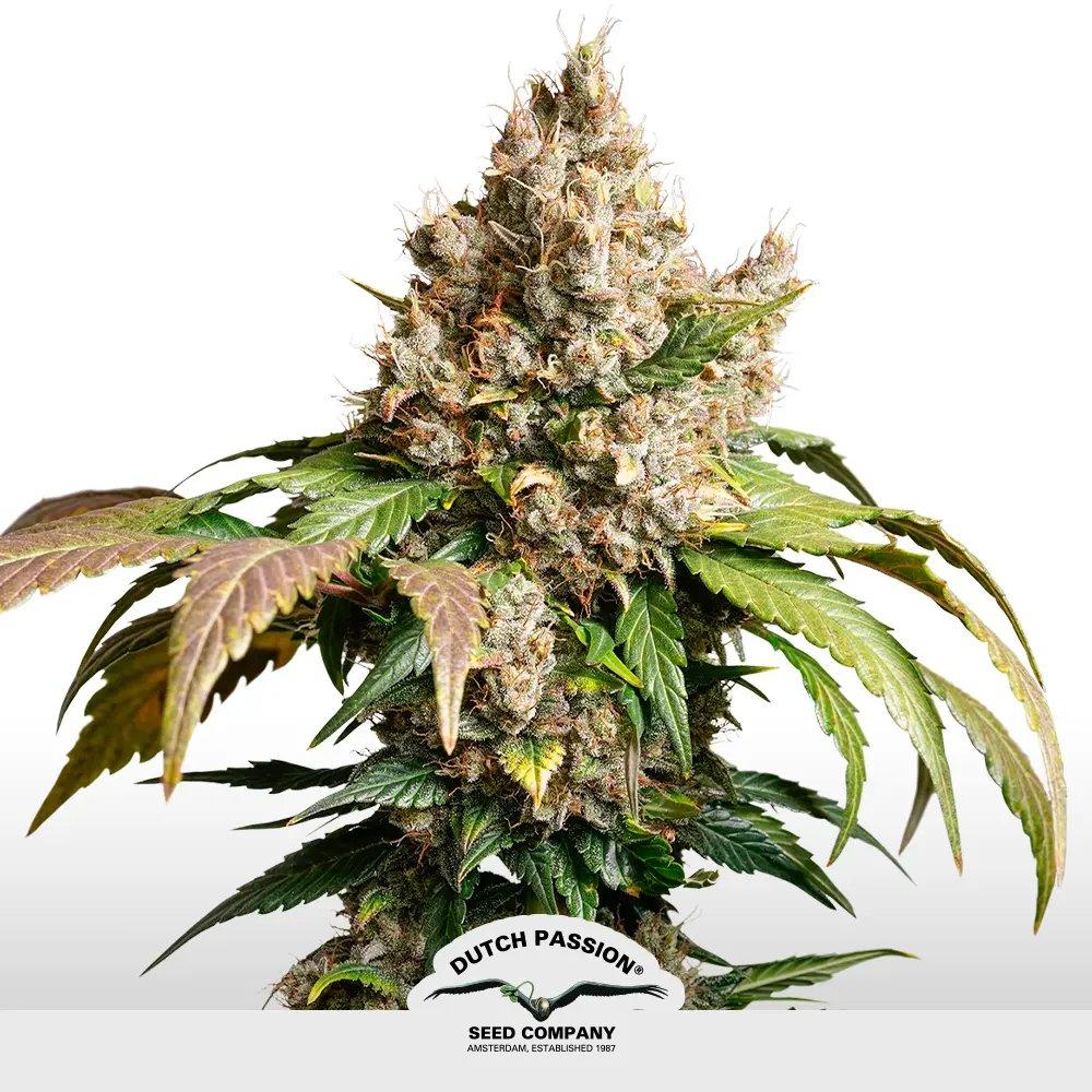 [SEM-DUT-AUT-0037] Auto Red Tropicana Cookies