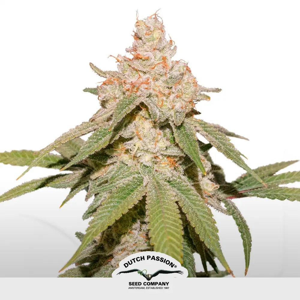 [SEM-DUT-AUT-0038] Auto SFV OG
