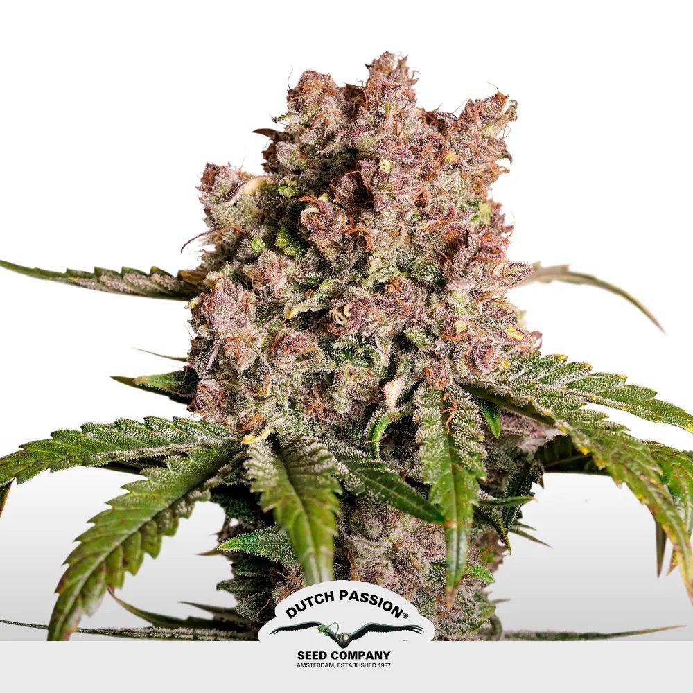 [SEM-DUT-AUT-0041] Auto Strawberry Soda