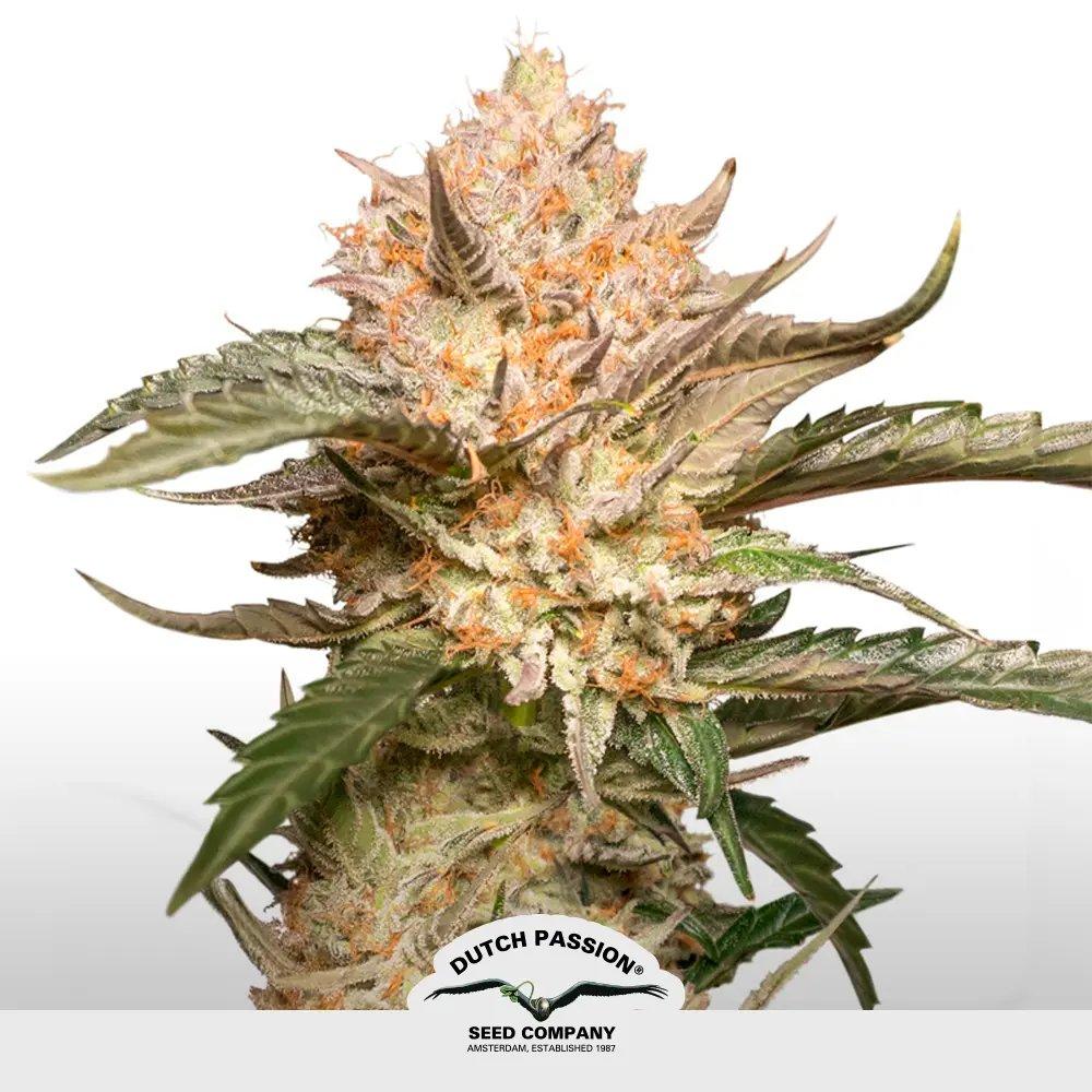 [SEM-DUT-AUT-0044] Auto Trichome & Cream