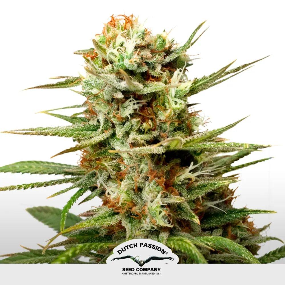 [SEM-DUT-AUT-0046] Auto White Widow.
