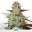 Blue Auto Mazar