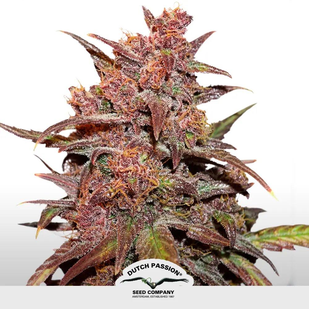 CBD Auto Blackberry Kush