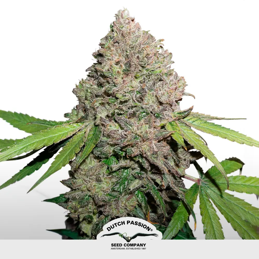 [SEM-DUT-AUT-0050] CBD Auto Charlotte`s Angel