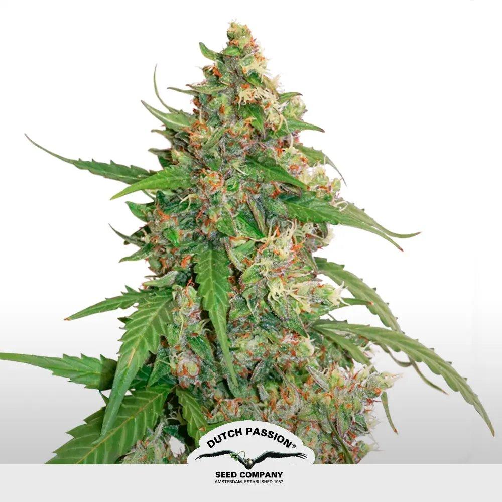 [SEM-DUT-AUT-0051] CBD Auto Compassion Lime