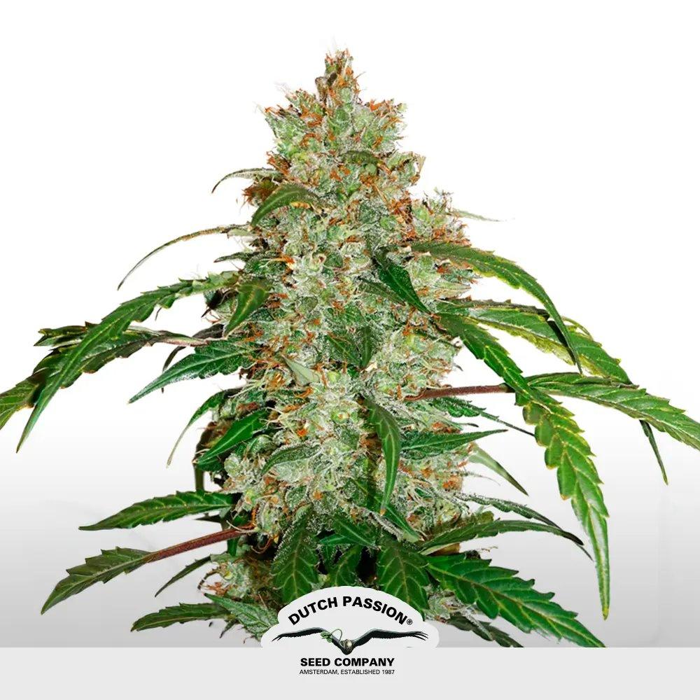 [SEM-DUT-AUT-0052] CBD Auto White Widow