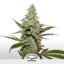 Amsterdam Amnesia