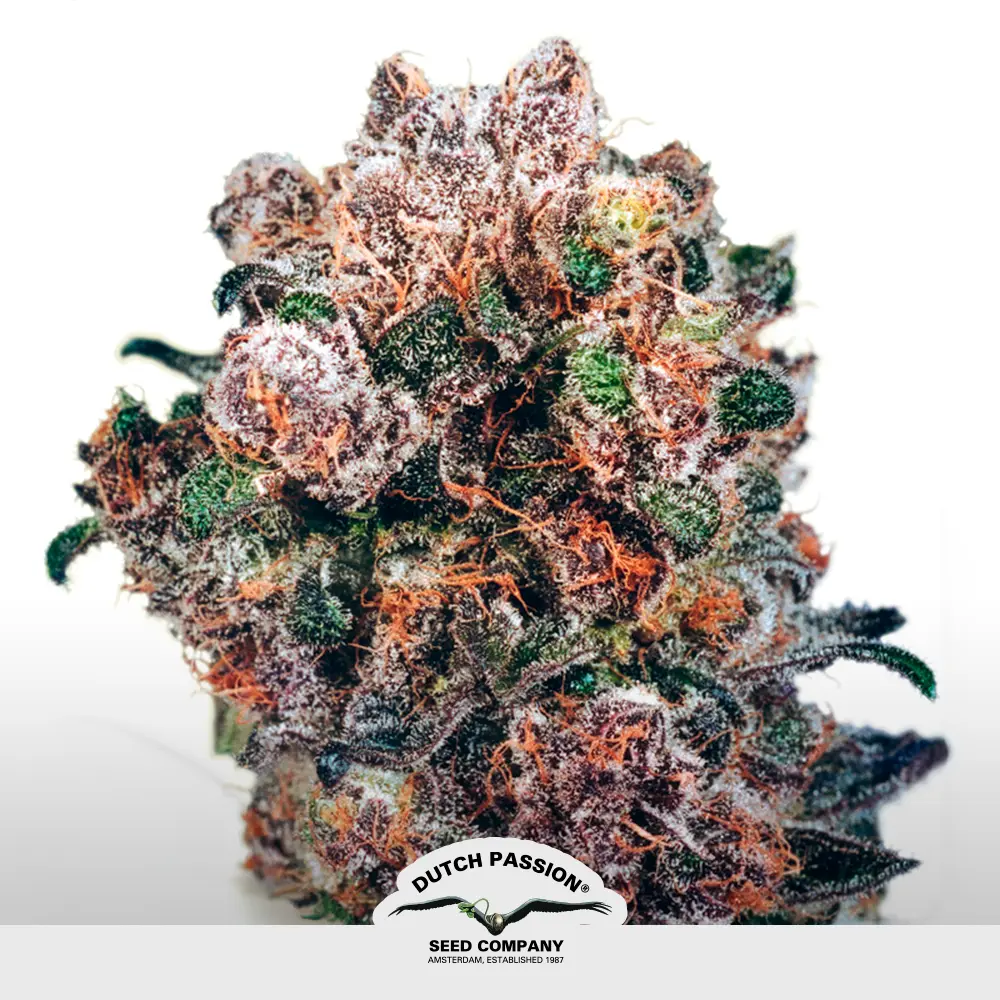 Blueberry