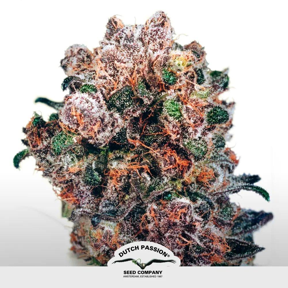 [SEM-DUT-FEM-0010] Bubba Island Kush