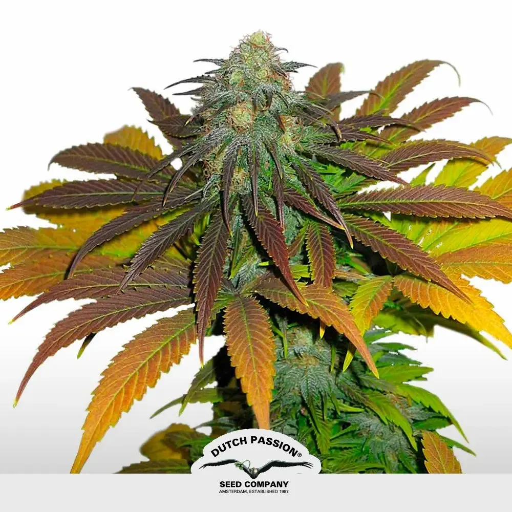 [SEM-DUT-FEM-0012] Californian Orange