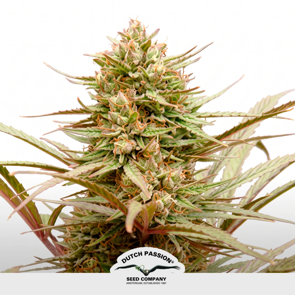 CBD Compassion