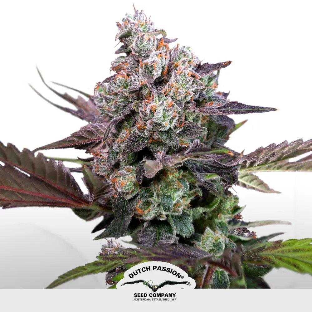 [SEM-DUT-FEM-0015] CBD Compassion