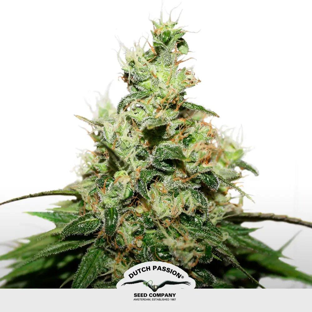 [SEM-DUT-FEM-0016] CBD Charlotte`s Angel