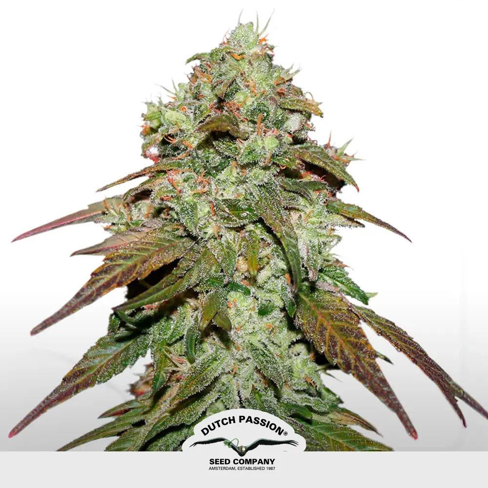 [SEM-DUT-FEM-0017] CBD Kush