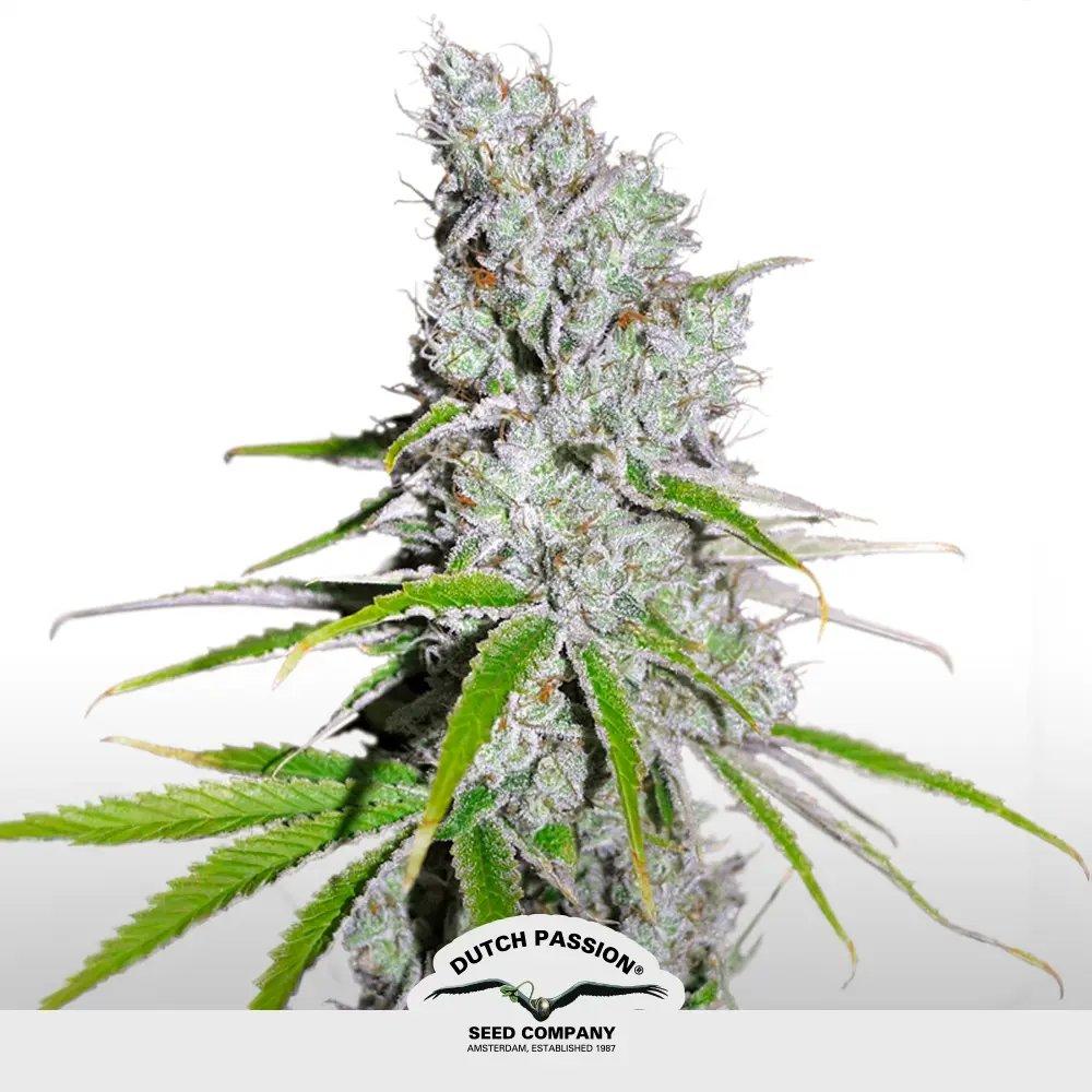 CBD Mazar