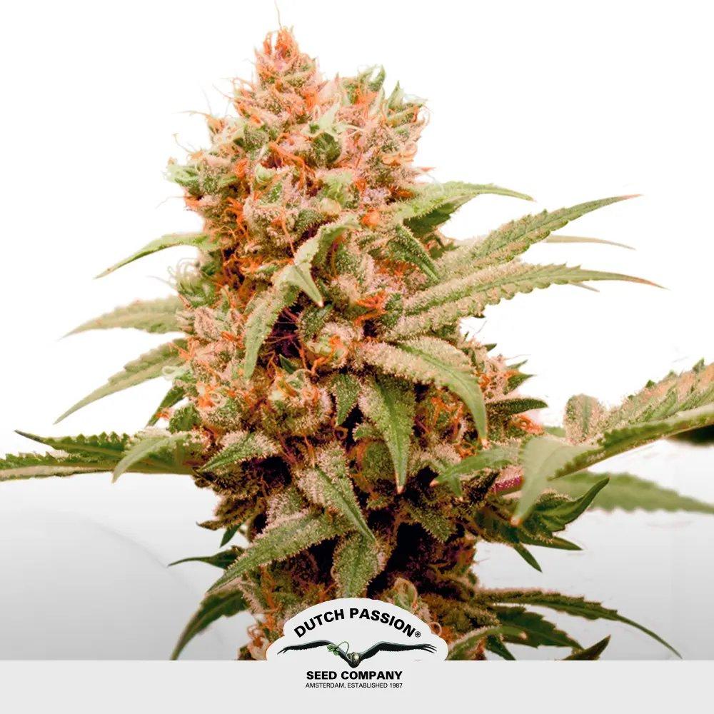 [SEM-DUT-FEM-0019] CBD Skunk Haze
