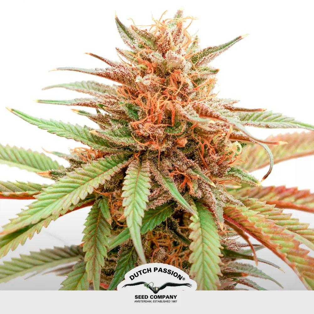 Durban Dew