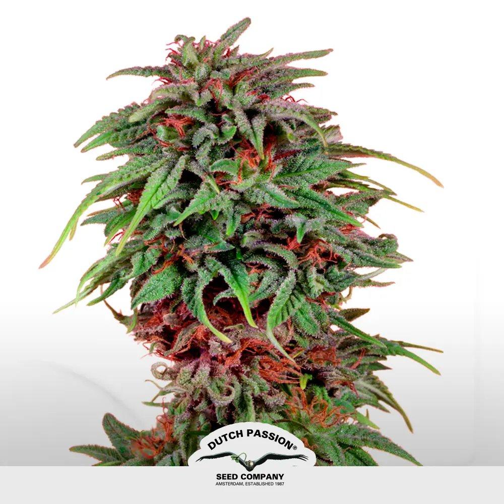 [SEM-DUT-FEM-0025] Durban Poison