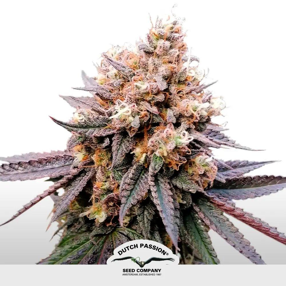 [SEM-DUT-FEM-0031] GMO Fast
