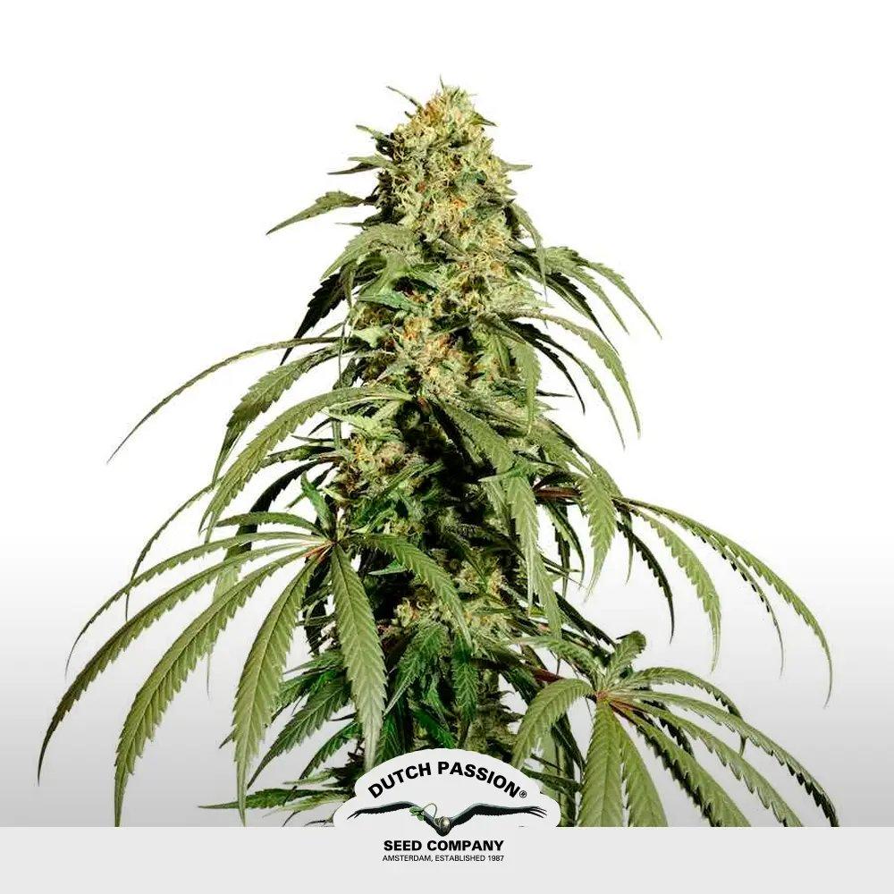 [SEM-DUT-FEM-0034] Ice Cream Haze