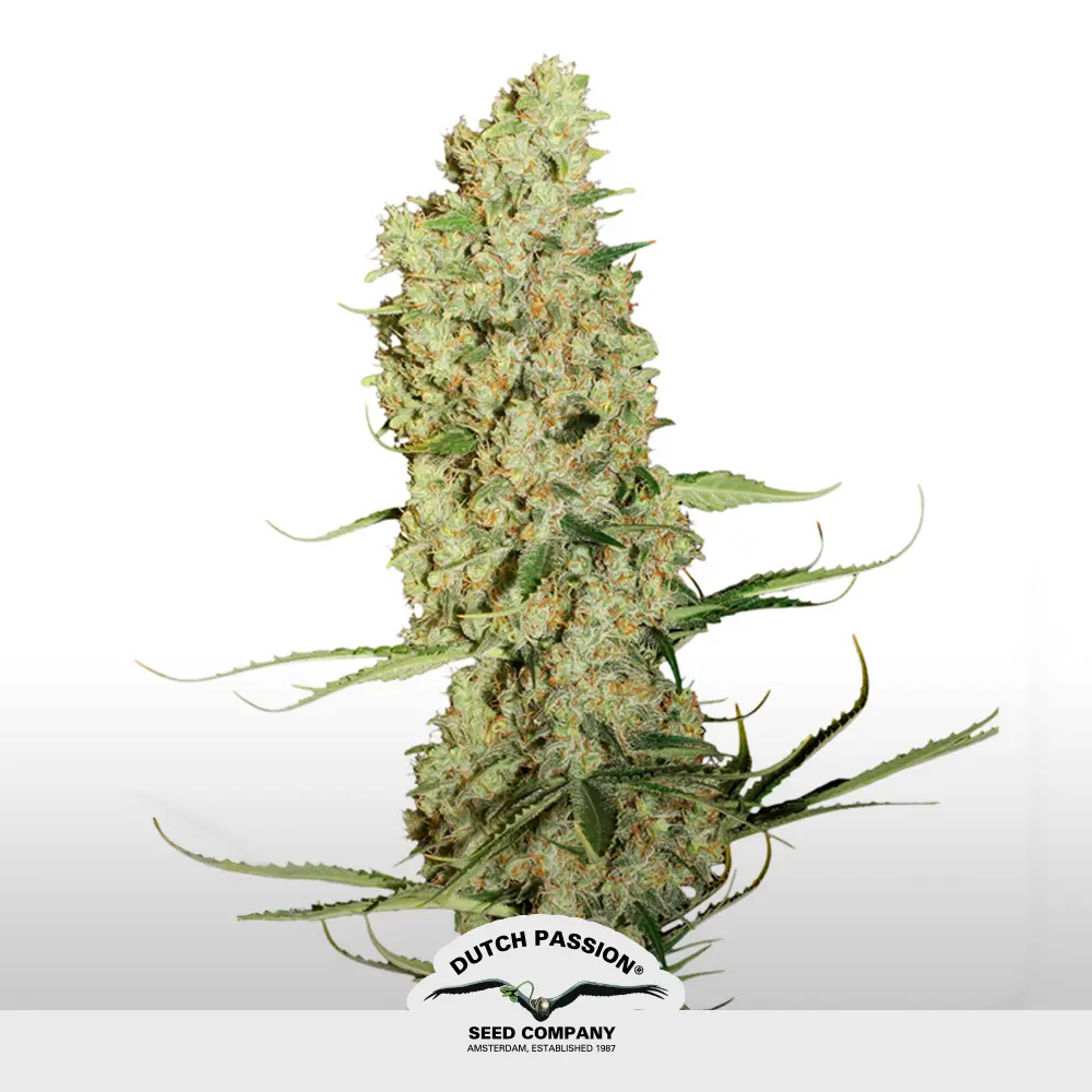 [SEM-DUT-FEM-0035] Jorge´s Diamonds #1