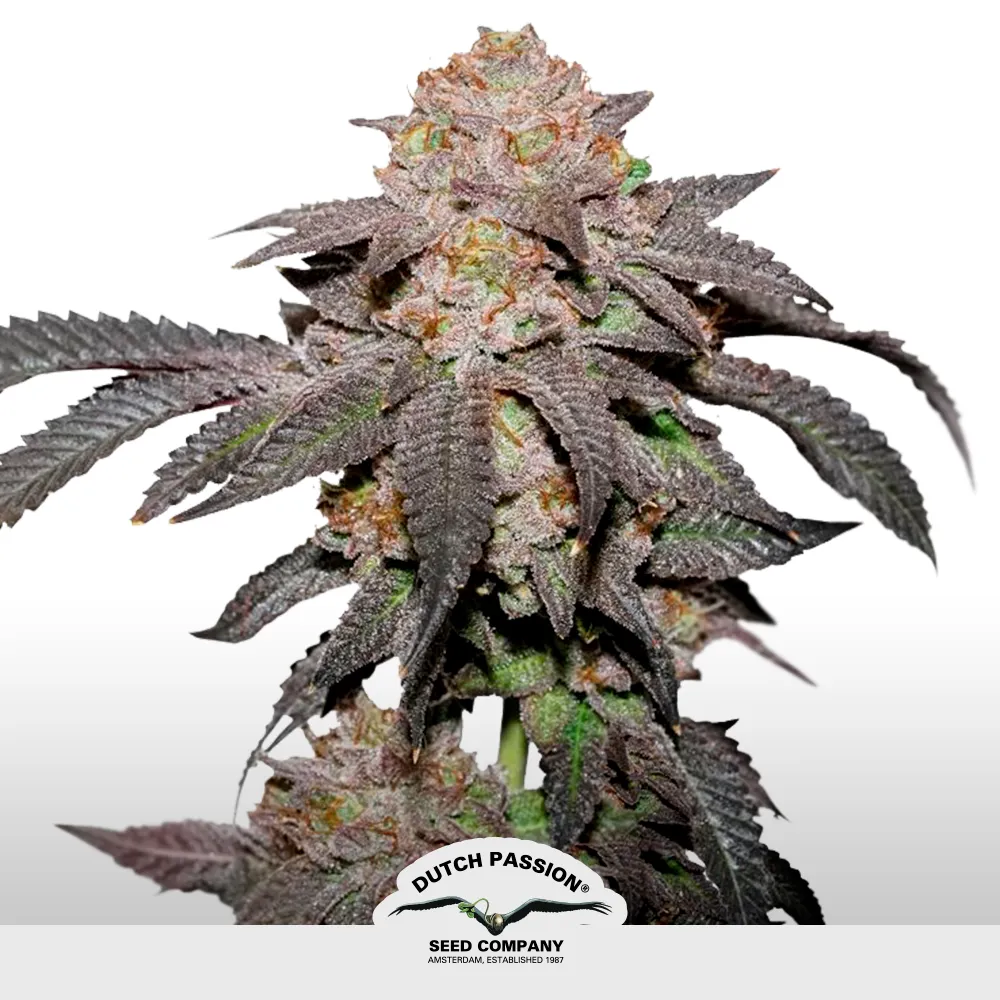 [SEM-DUT-FEM-0037] Kingston Punch