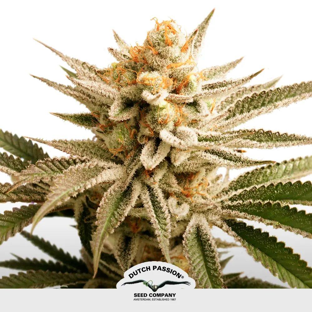[SEM-DUT-FEM-0038] Lemon Z