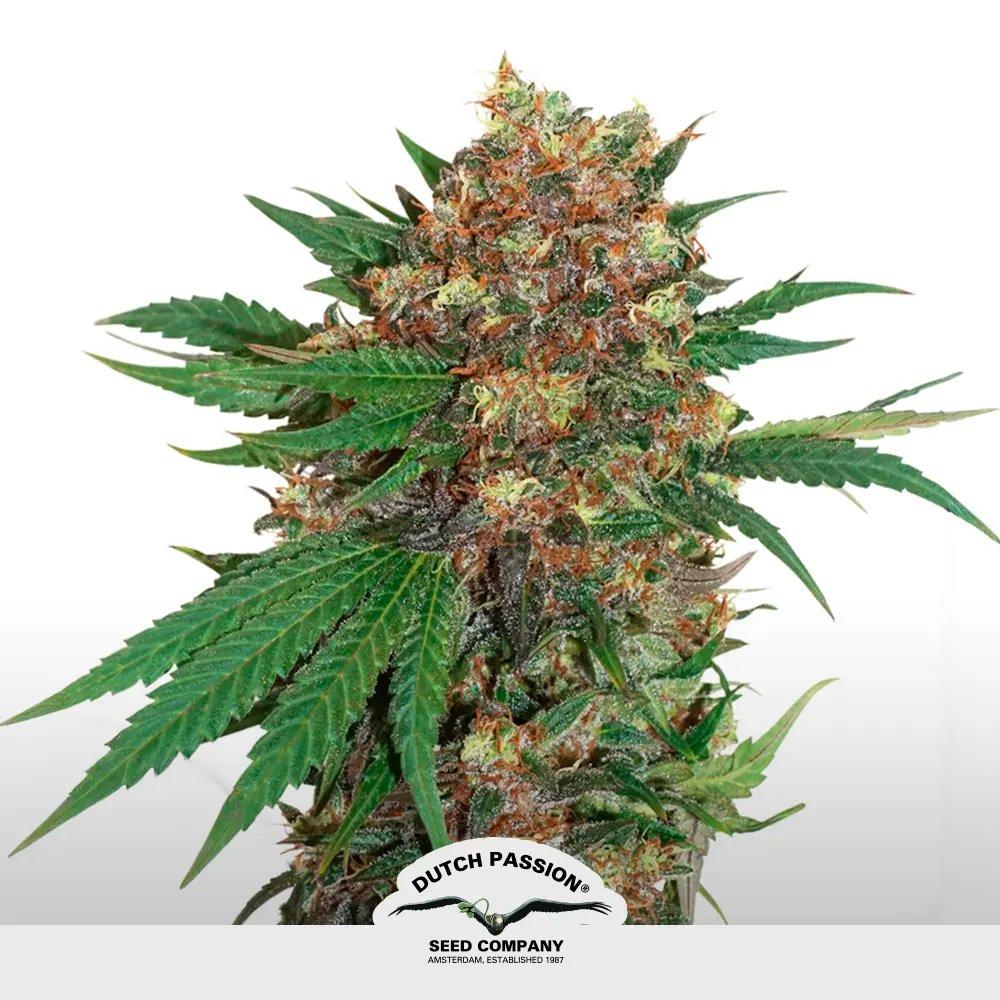 [SEM-DUT-FEM-0039] Master Kush